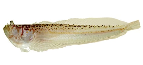 sand stargazer blenny