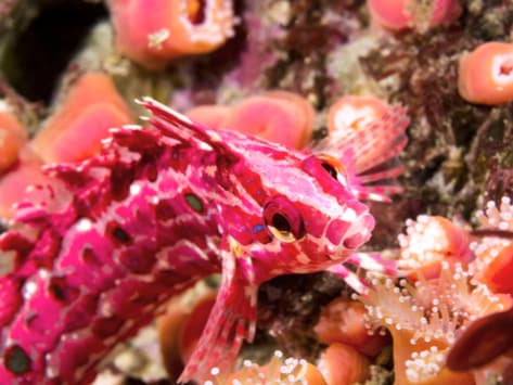 crevice kelpfish