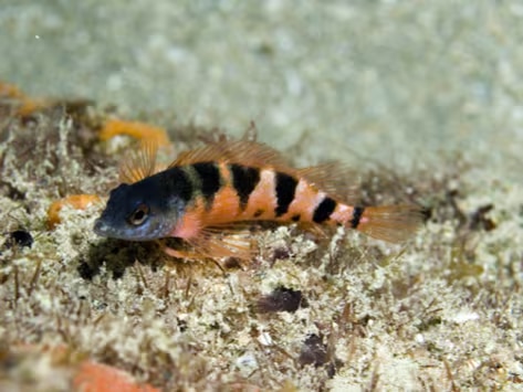 labrisomid blenny 