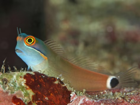 combtooth blenny