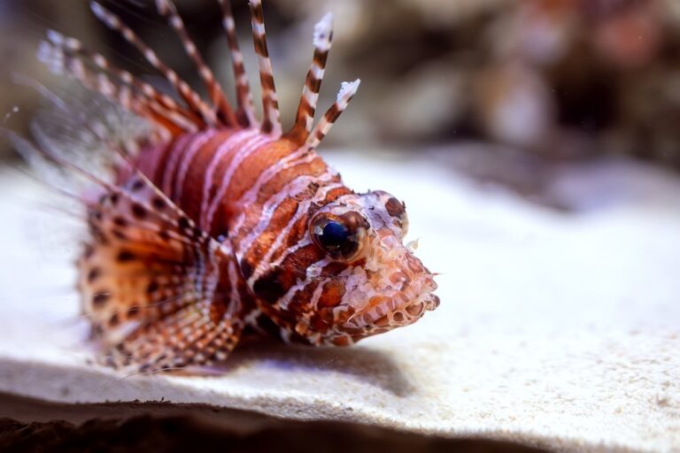 zebra lionfish swimming in fish tank