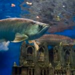 Arowana Care Sheet