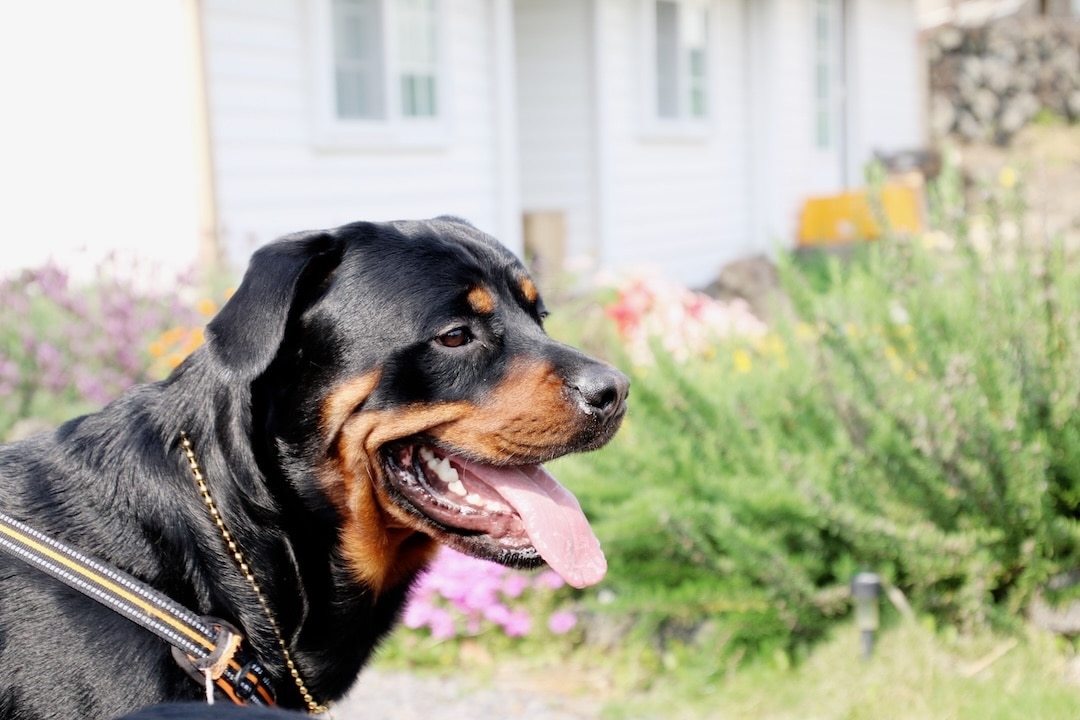 A Rottweiler dog in profile