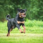 Doberman Pinscher vs. Rottweiler