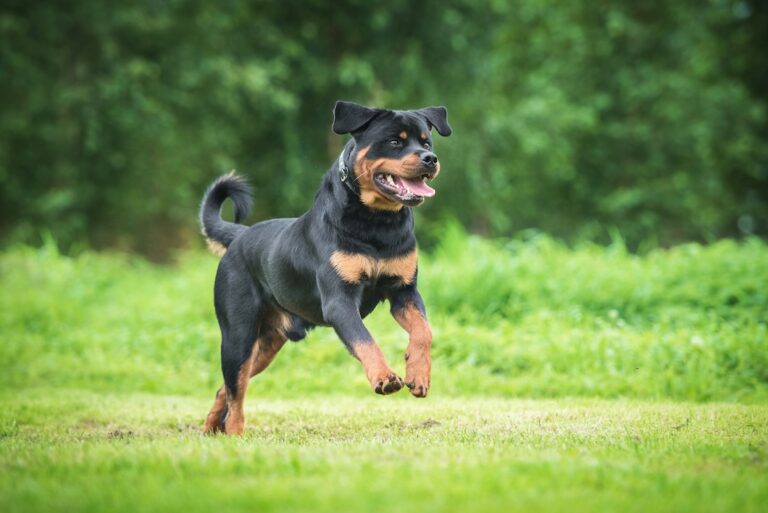 Happy Rottweiler dog running across a grassy yard