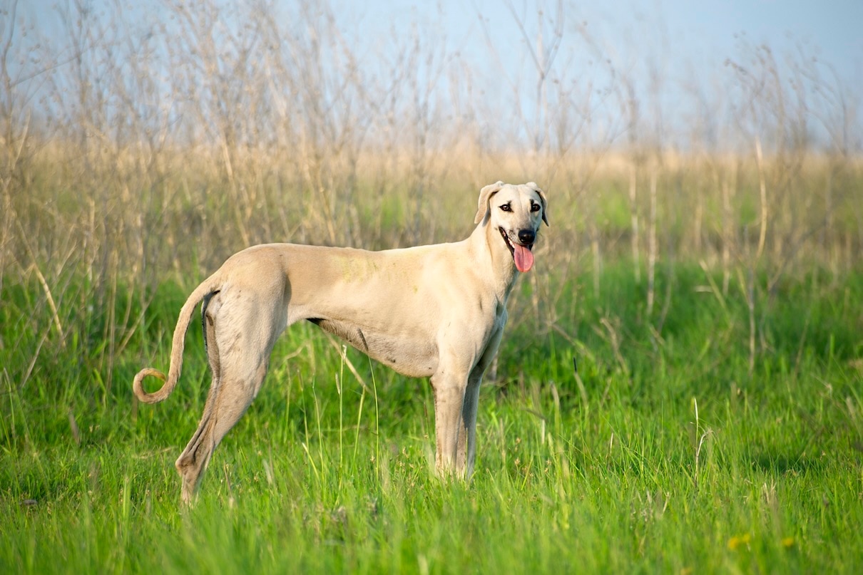 A Sloughi, a rare dog breed, standing in tall grass