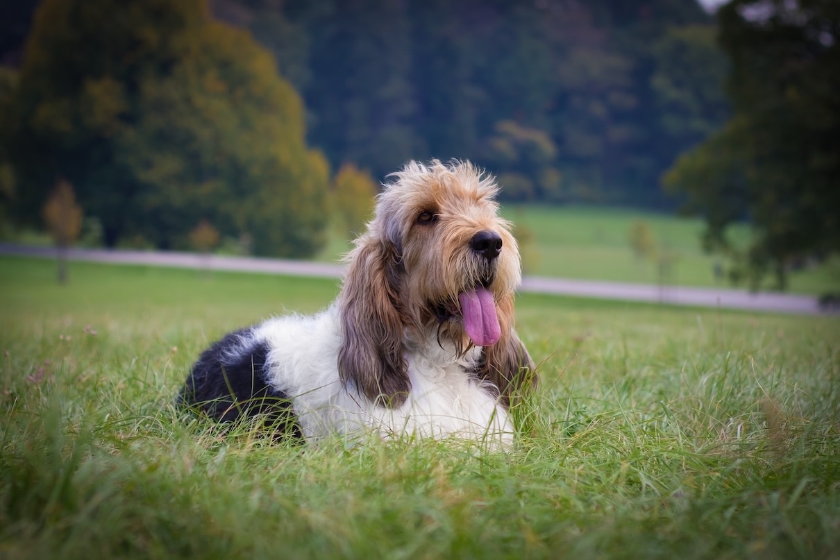 A Grand Basset Griffon Vendeen, a rare dog breed, lying in grass