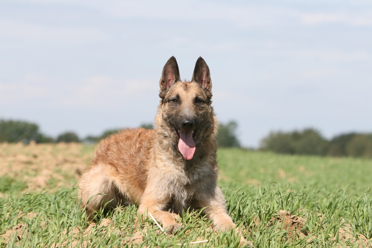 A rare dog breed, the Belgian Laekenois, lying in a sunny field of grass