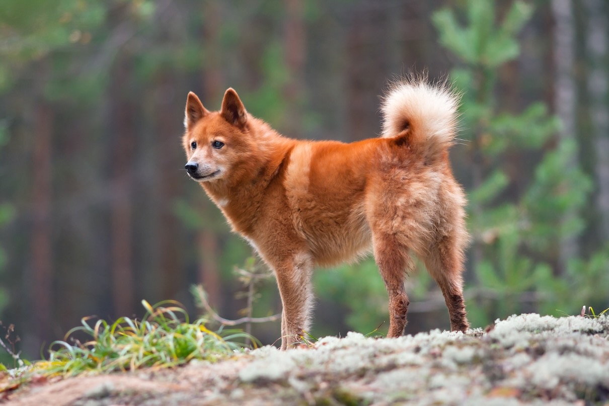 A red Finnish Spitz, a rare dog breed, in the woods