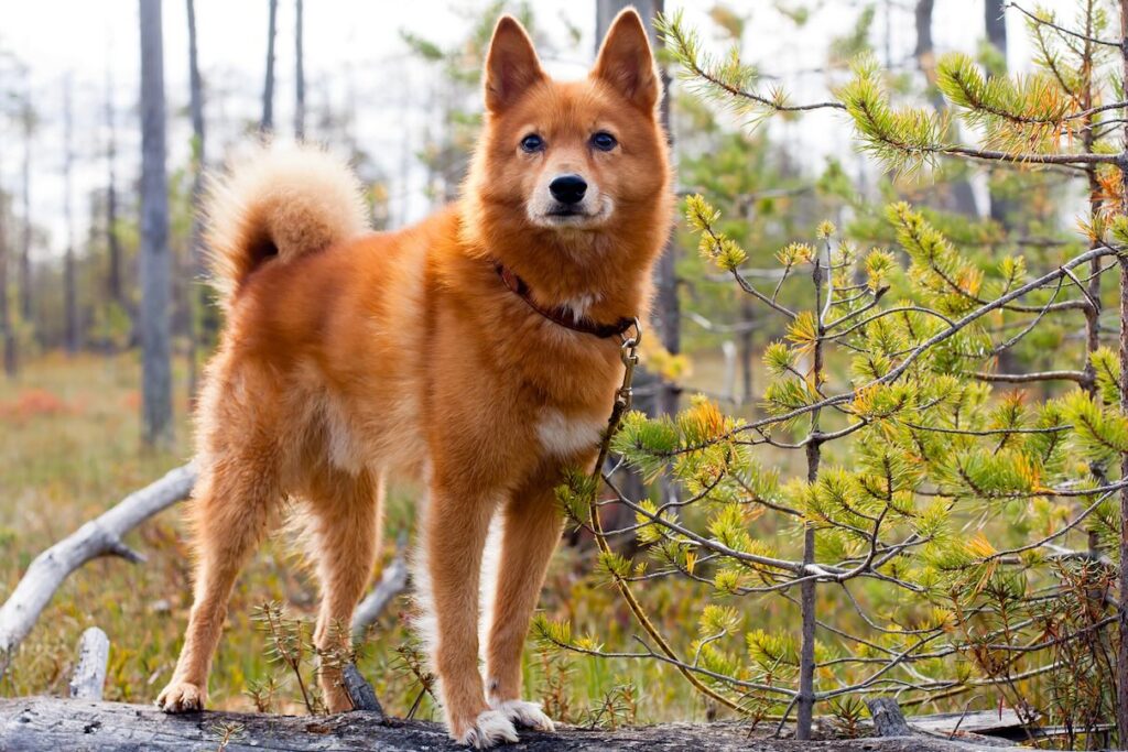 A red Finnish Spitz, one of the rarest dog breeds, standing on a hiking trail