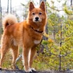 10 of the Rarest Dog Breeds in the U.S.