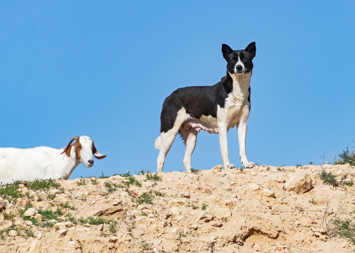 A Canaan dog standing on a rocky ridge with a goat