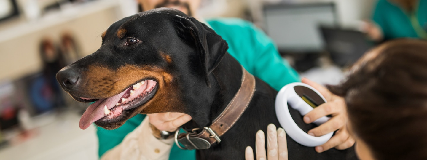 dog getting microchip checked at the vet
