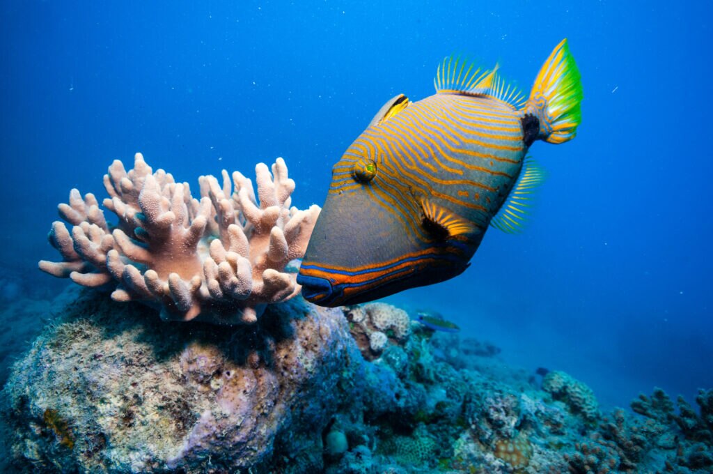 triggerfish swimming near coral