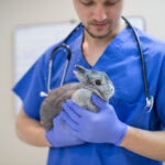 What Is GI Stasis in Rabbits?