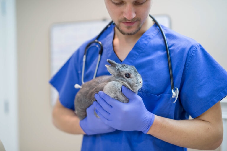 gi stasis in rabbits; a veterinarian holds a rabbit.