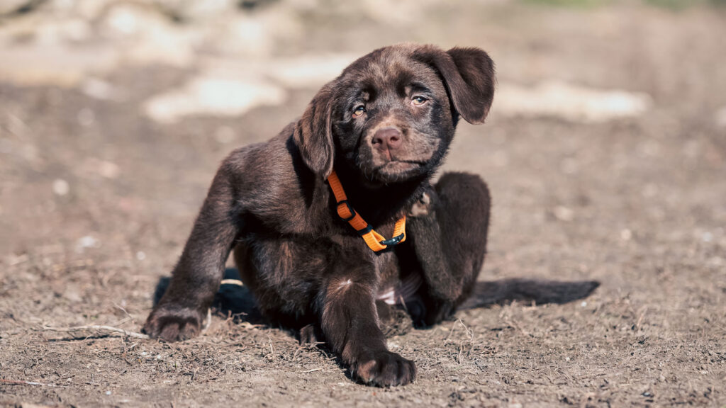 Puppy itching self. Constant itching is how you may know if your puppy has fleas.