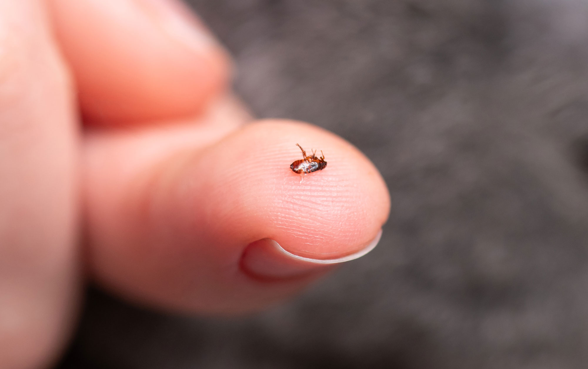 Close-up of dead flea on finger. Spotting fleas is how you may know if your puppy has fleas. 