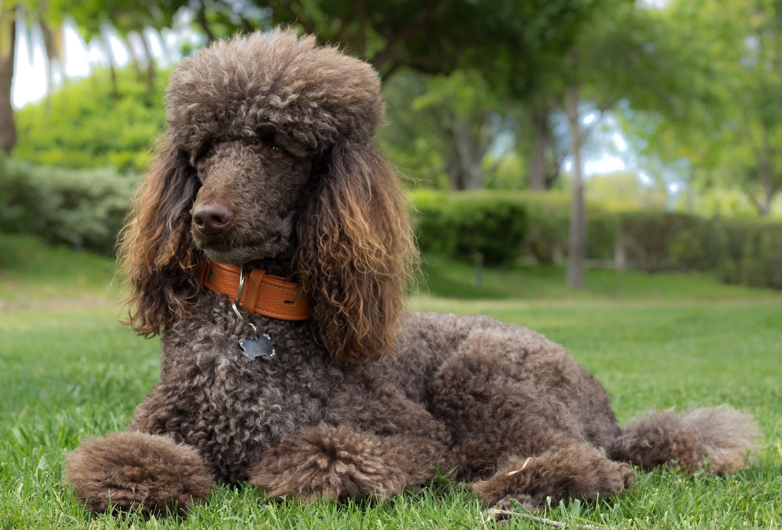 A chocolate-colored standard poodle in an orange collar