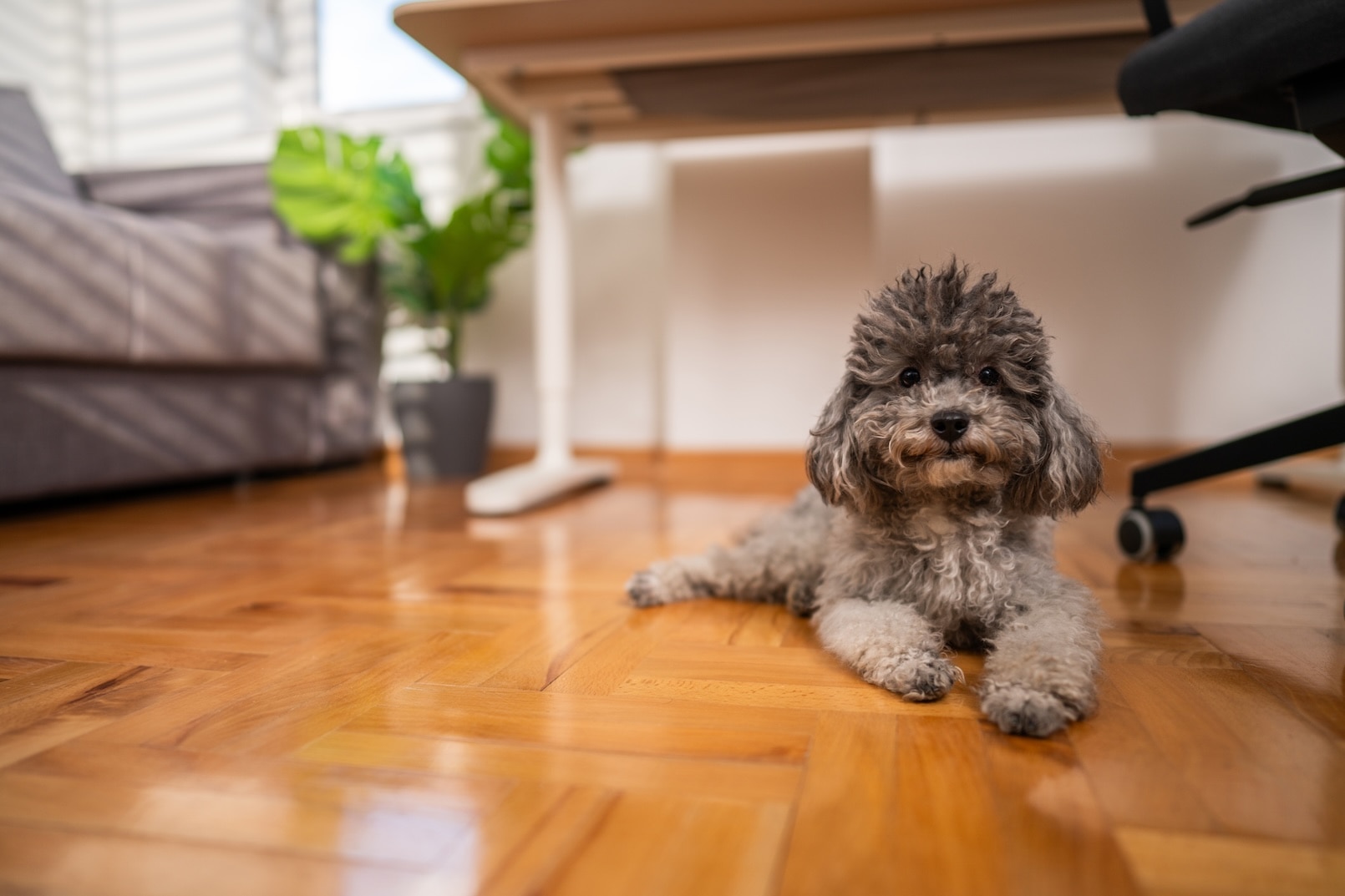 A gray toy poodle lying on the floor of a home office
