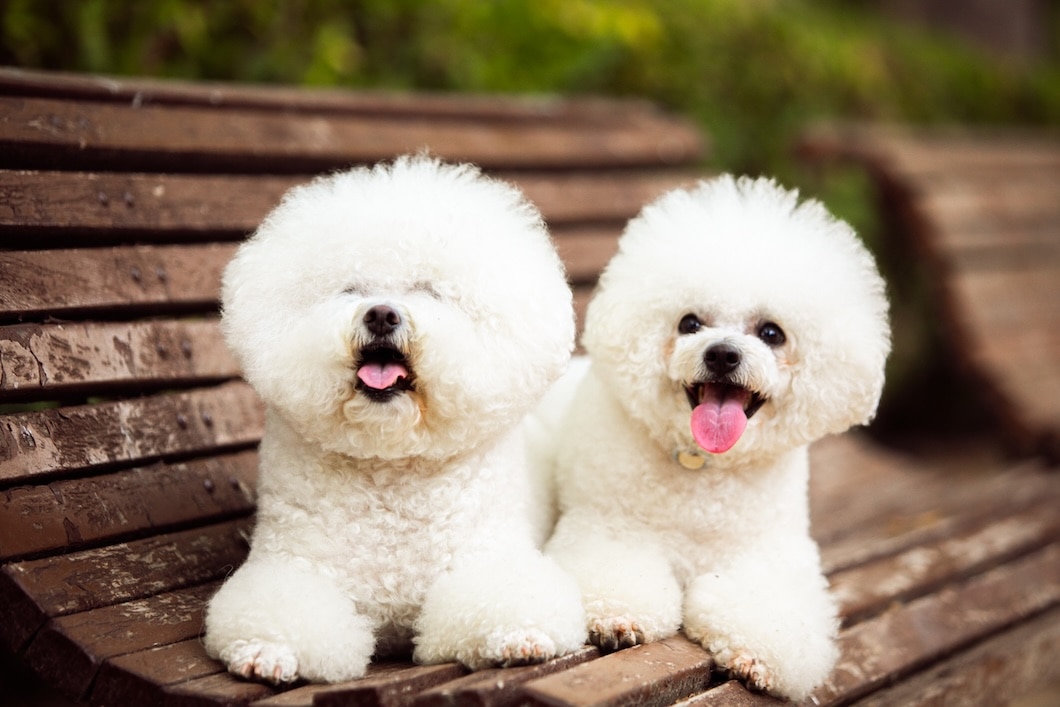 Cute white Bichon Frise dogs sitting together outdoors on a sunny day.