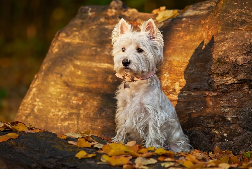 A white West Highland White Terrier standing outdoors among autumn leaves.
