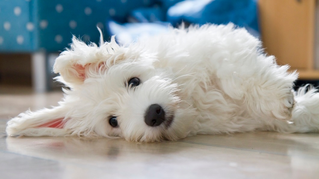 Cute Coton de Tulear dog lying comfortably on a wooden floor.