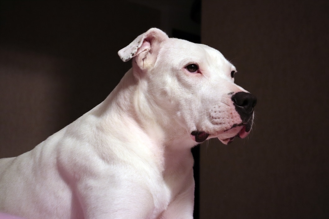 A white Dogo Argentino with a strong, muscular build.