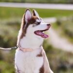 Siberian Husky vs. German Shepherd: Which Is Best for You?