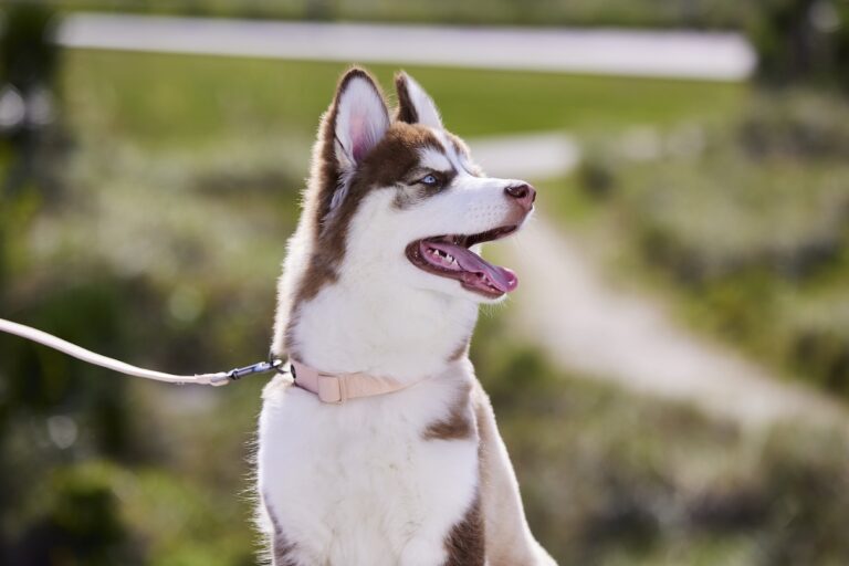 A red siberian husky on a leash