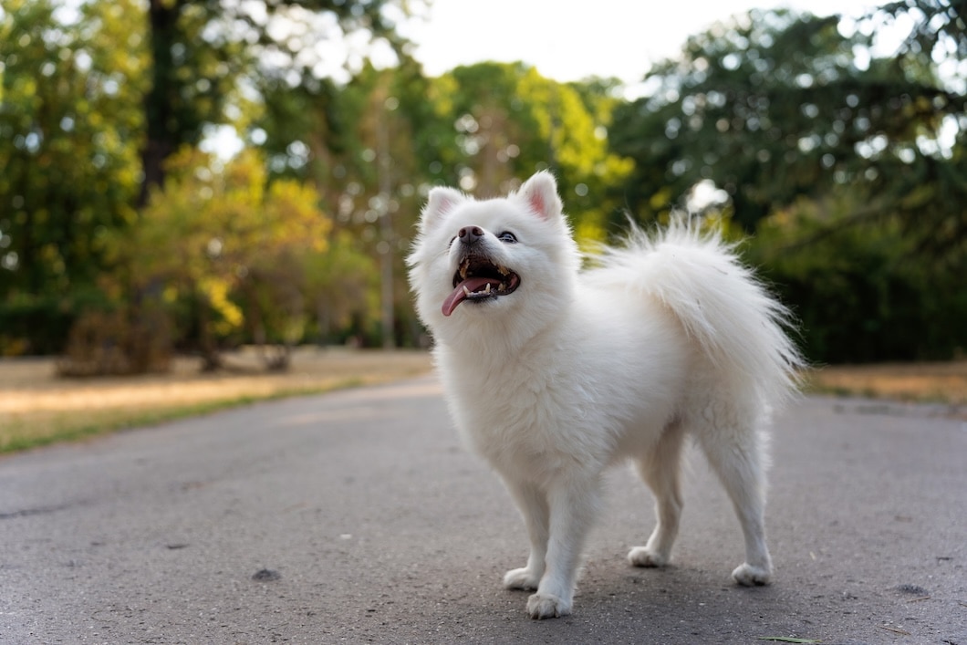 Happy white Japanese Spitz dog standing in a sunlit park on a warm day.
