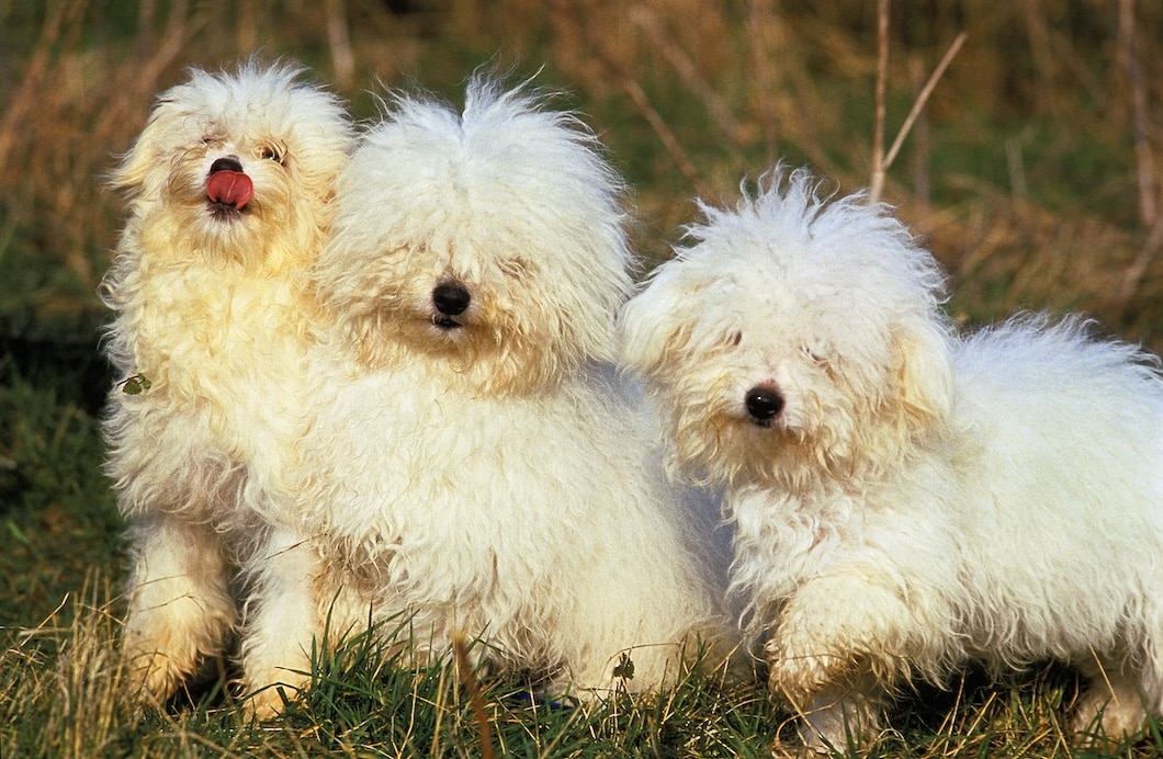 Adult Bolognese dogs standing together on green grass outdoors.