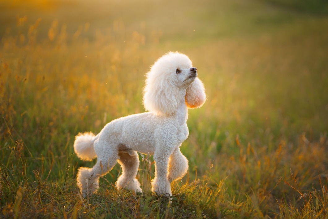 Small white poodle on green grass.