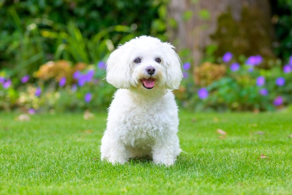 Fluffy white Havanese dog sitting on green grass.