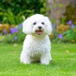 15 White Dog Breeds to Love