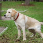 D-Mannose for Dogs: Urinary Health Support
