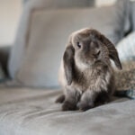 10 Signs Your Rabbit Is Stressed (And How to Help)