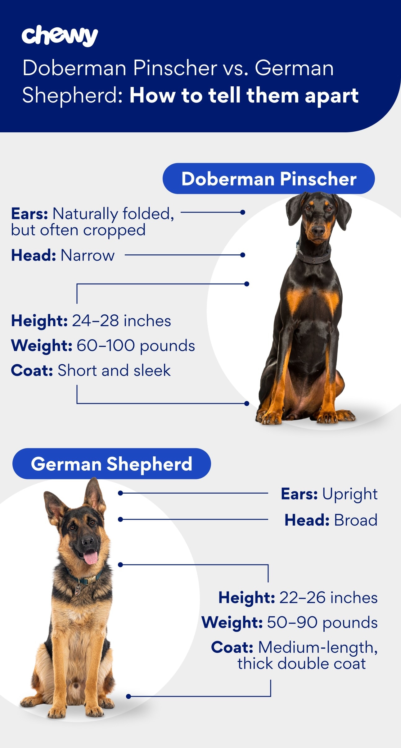 Graphic showing the differences between a Doberman Pinscher vs. German Shepherd