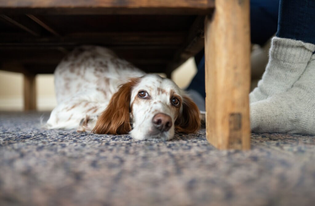 a dog hides under the bed with his pet parent beside him