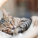 How Old Can Cats Get Pregnant?
