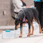 Nose Work for Dogs: A Guide to Scent Training for Dogs