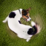 Why Do Dogs Chase Their Tails? Is This Normal?
