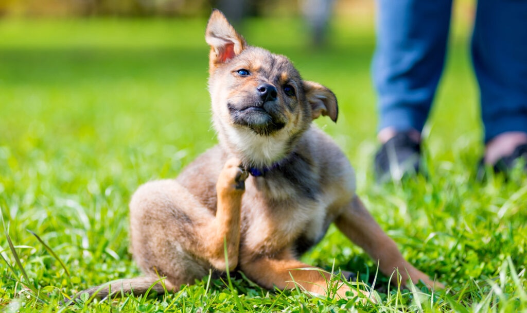 Puppy outside itching self. Your vet can help you learn how best to get rid of fleas and ticks on puppies.