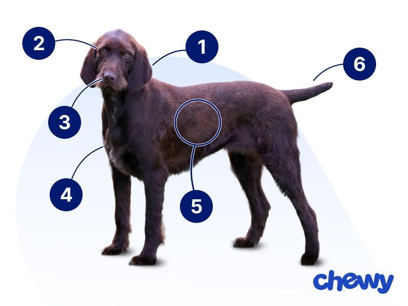 Photo of a Pudelpointer