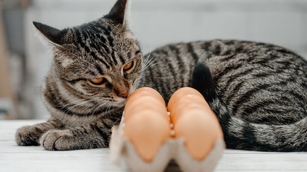 Cat sniffing eggs
