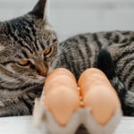 Can Cats Eat Raw Eggs?