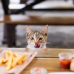Can Cats Eat French Fries?