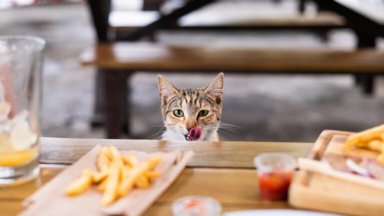 Cat eyeing fries.