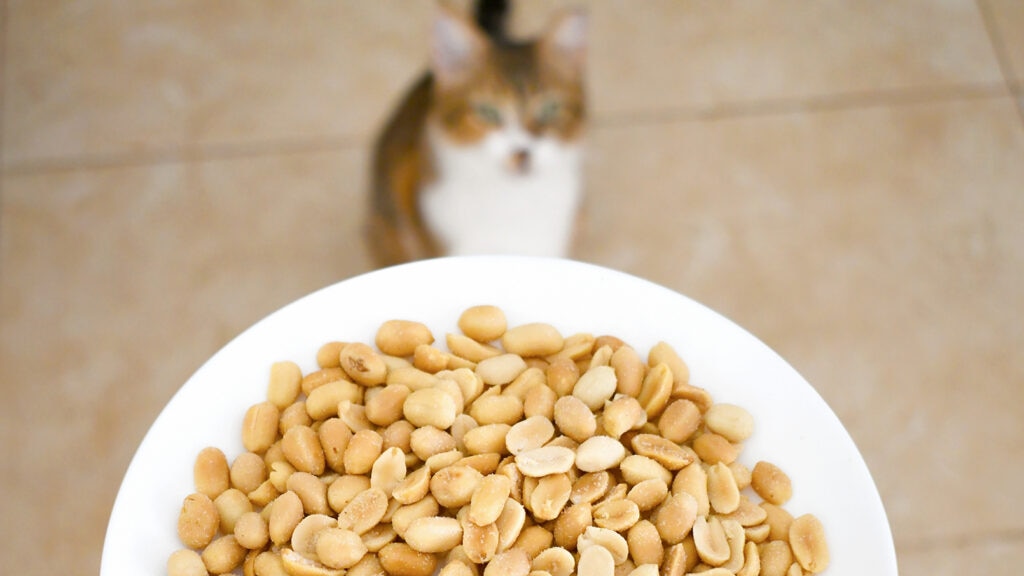 Cat looking at a bowl of peanuts.