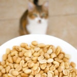 Can Cats Eat Peanuts?